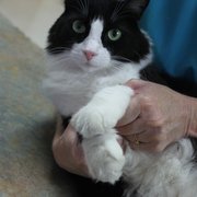 Domino the clinic cat helping to demonstrate gentle handling techniques (no scruffing allowed!!)