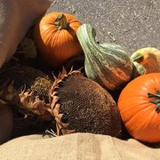 Festive for fall in Chico