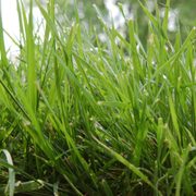 a close up view of grass