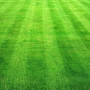 a freshly mowed lawn