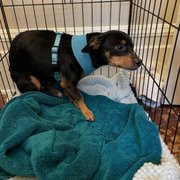 Little guy was left out in the rain in a cage to slowly wither away. Now he has a very loving family to spend the rest of his life with