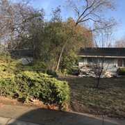 Removing white birch trees in Chico California