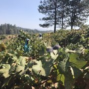 2017 Harvest in full swing