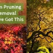 a tree with red and yellow leaves and the words from pruning to removal we've got this