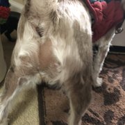 Backside two days after grooming. It was pretty red and raw.