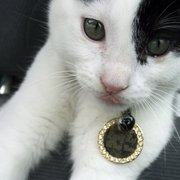 My kitten Danja that I got at BHS!  He's amazing!