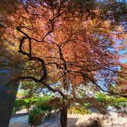 Japanese Maple trim - After