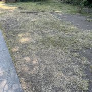 Everything used to be green, now it looks like this. You can still see sawdust embedded in what used to be grass.