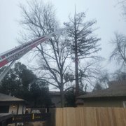Dead Redwood removal