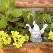 Percy says hi from his new succulent garden home.