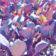 Purple Plants