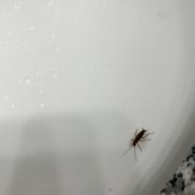 Bug in room they don't care at all..