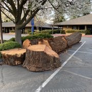 Redwood tree