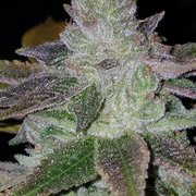 Sunset Sherbert !!  Killer!