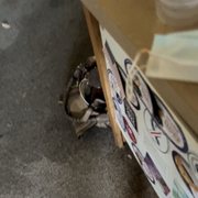 Floor soaked with urine