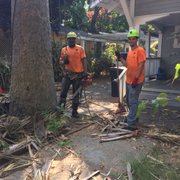 Working on a palm tree