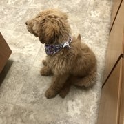 All the rooms are extremely clean and comfortable for both dog and owners!